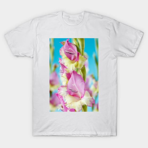 Gladiolus  'Flevo Bambino' T-Shirt by chrisburrows